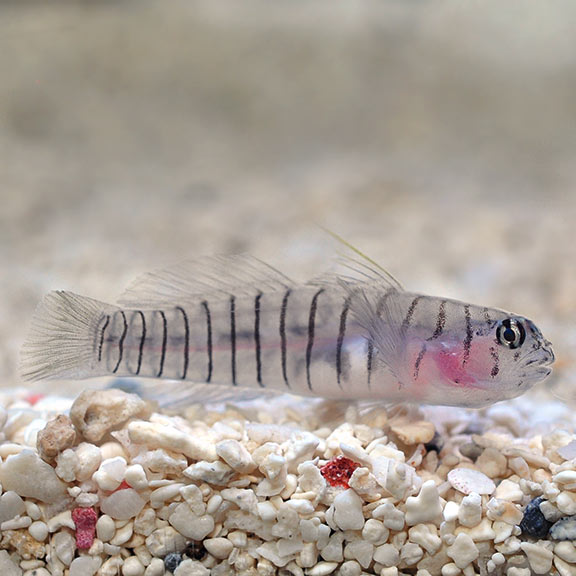 Captive Bred Tiger Goby