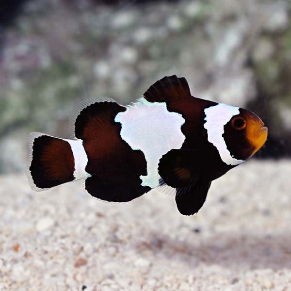 Black Snowflake Oscellaris Clownfish