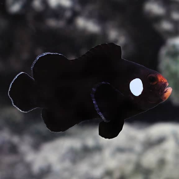 Black Domino Oscellaris Clownfish