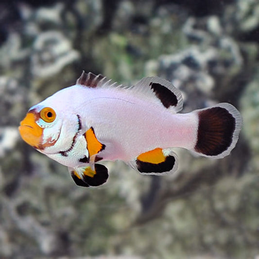 Platinum Percula Clownfish
