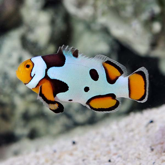 Premium Onyx Picasso Percula Clownfish