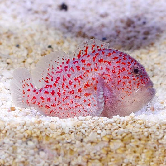 Gumdrop Coral Croucher Goby