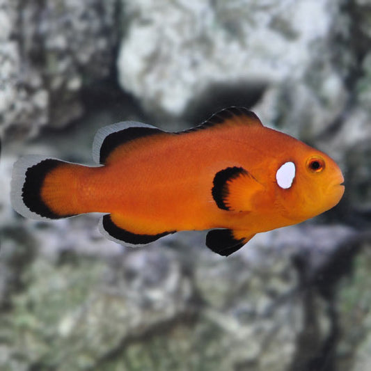 Orange Domino Oscellaris Clownfish