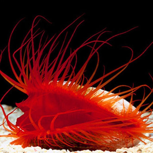 Flame Scallop