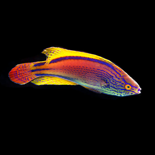 Super Male Lineatus Wrasse