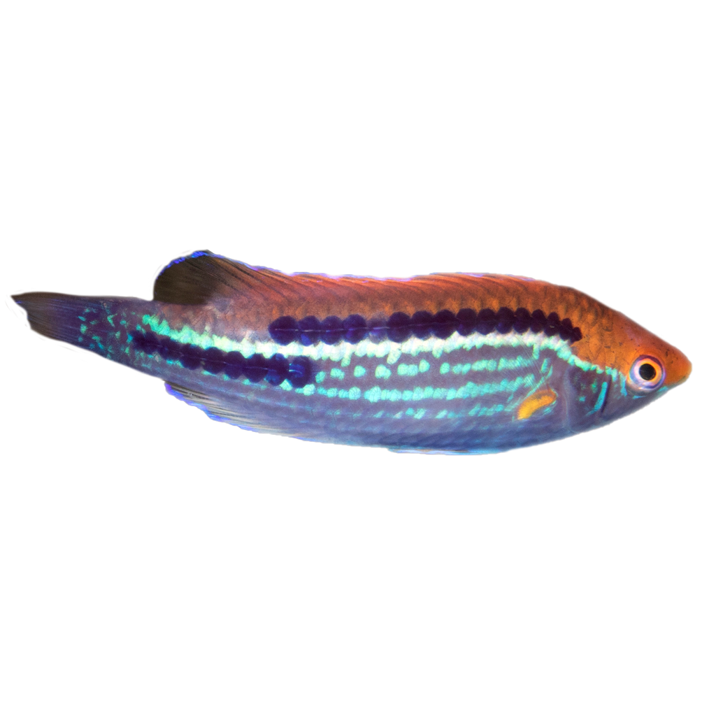 Multicolor Lubbock's Fairy Wrasse