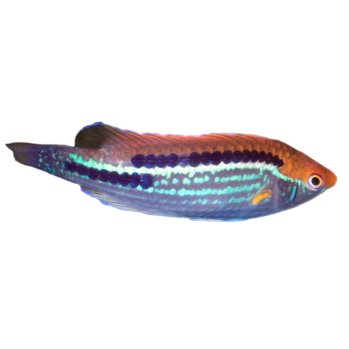 Multicolor Lubbock's Fairy Wrasse