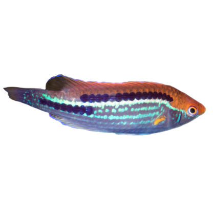 Multicolor Lubbock's Fairy Wrasse