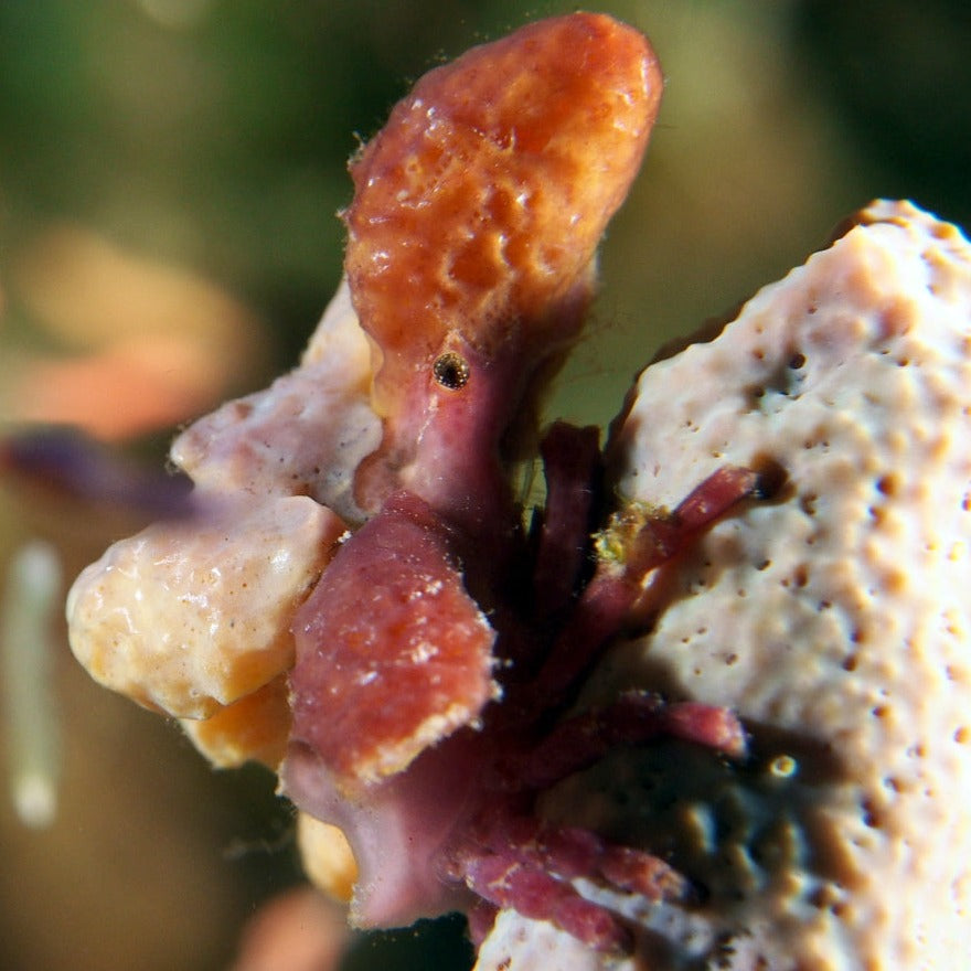 Sponge Decorator Crab