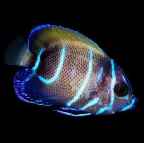 Captive Bred Juvenile Majestic Angelfish