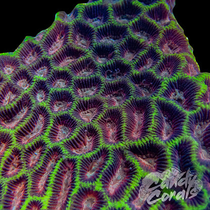 Pink Centered Maze Coral Frag