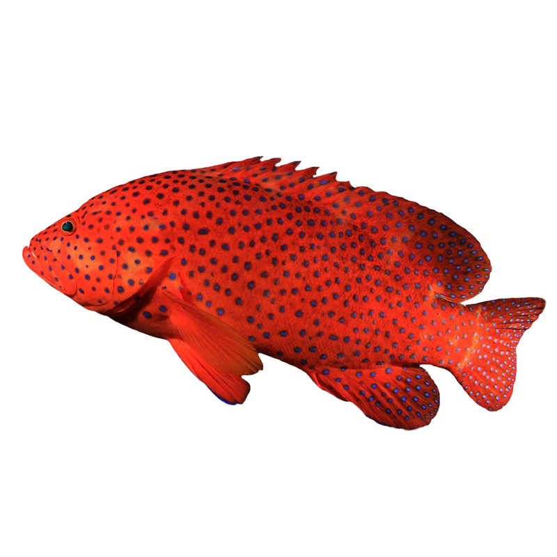 Buy Corals fish online | Aquarium fishes| Saltwater fish for sale