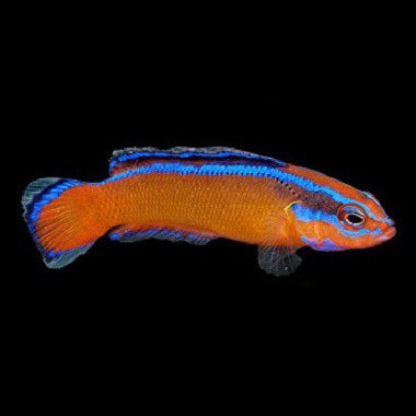 Captive Bred Neon Dottyback