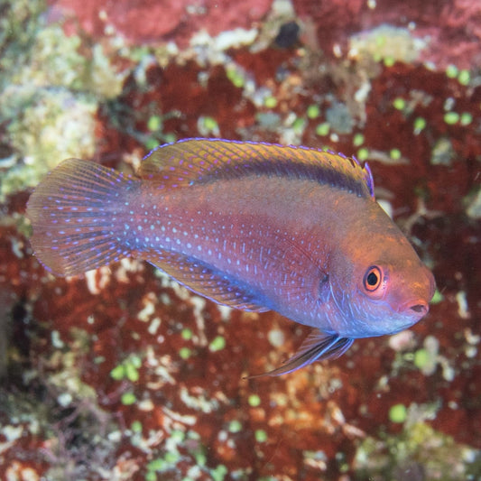 Beauperryi Fairy Wrasse