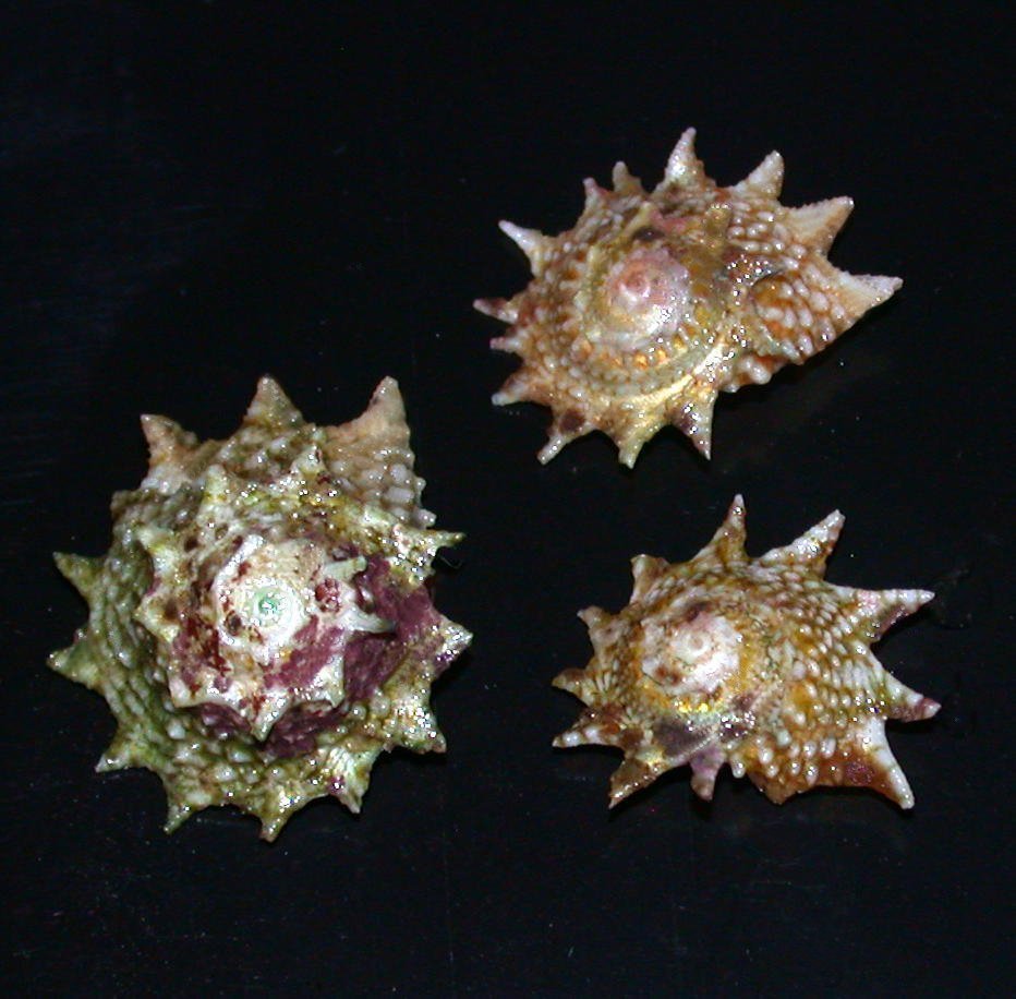 Ninja Star