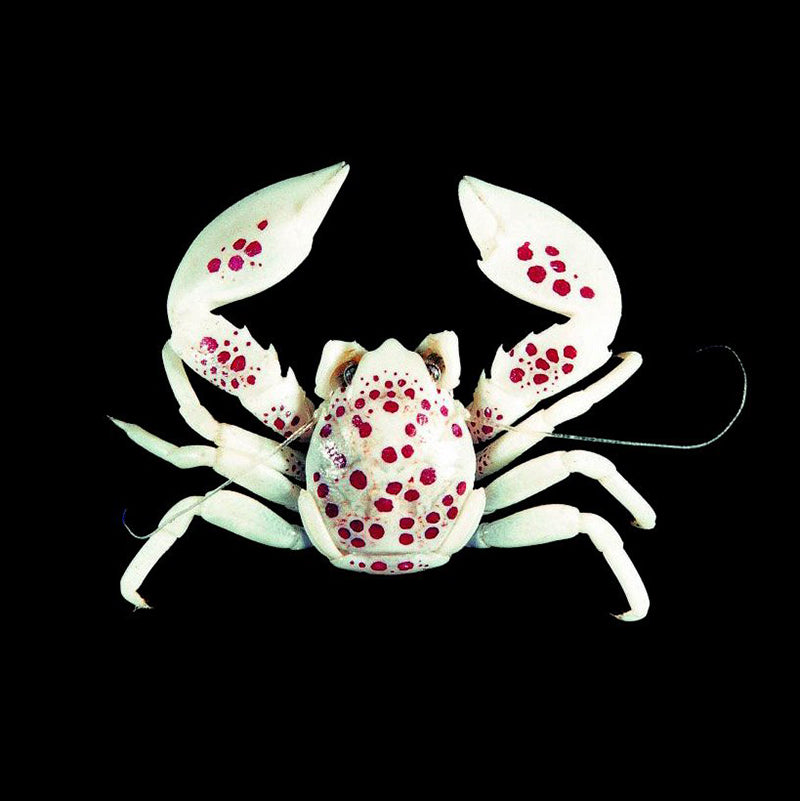 Porcelain Anemone Crab