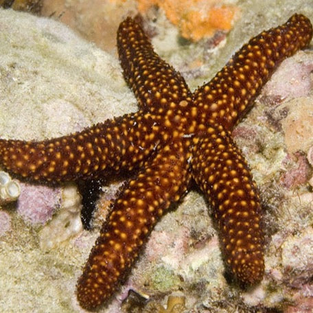 Spiny Starfish