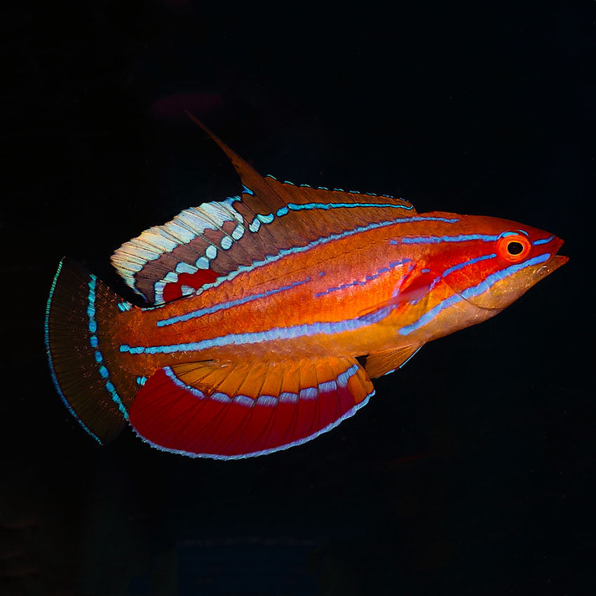 Flasher hot sale wrasse care