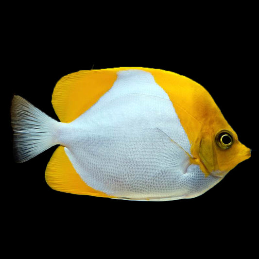 Yellow Pyramid Butterflyfish