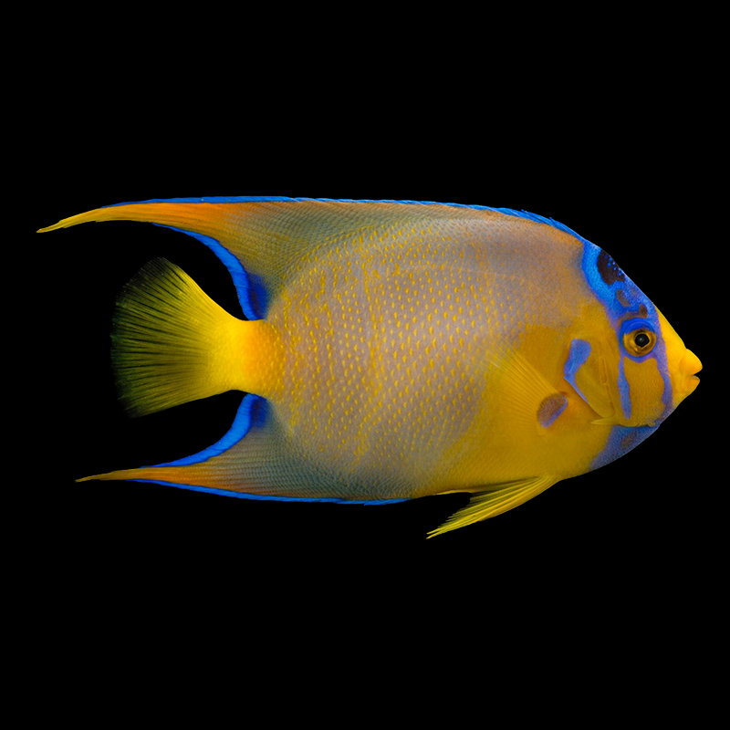Queen Angelfish