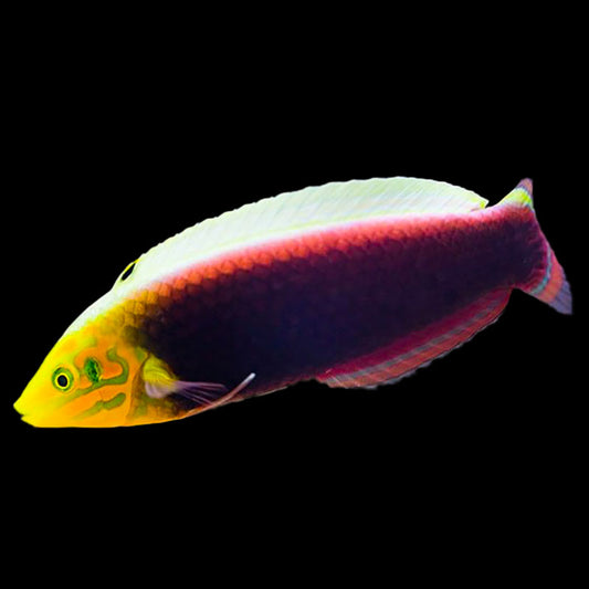 Radiant Wrasse