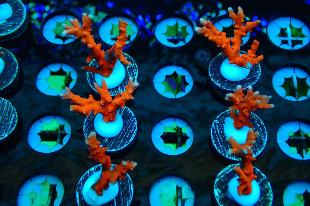 JF TNT Anacropora Sp. Frag A105