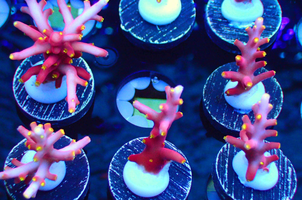 WWC Little Red Ferrari Acropora Sp. Frag A48