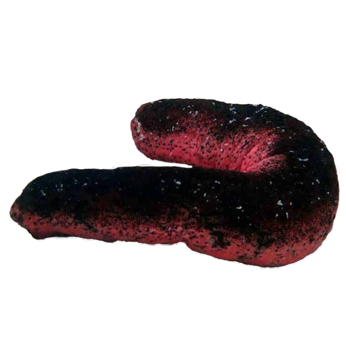 Pink and Black Sea Cucumber