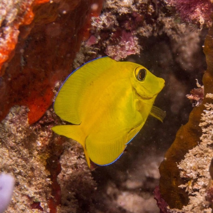 Square Tail Bristletooth Tang