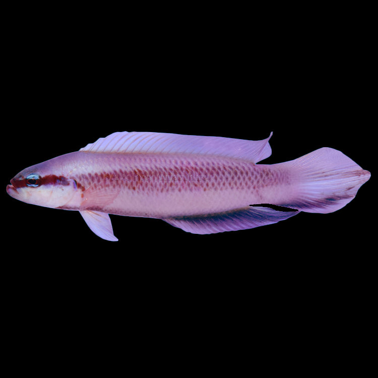 Captive Bred Indigo Dottyback