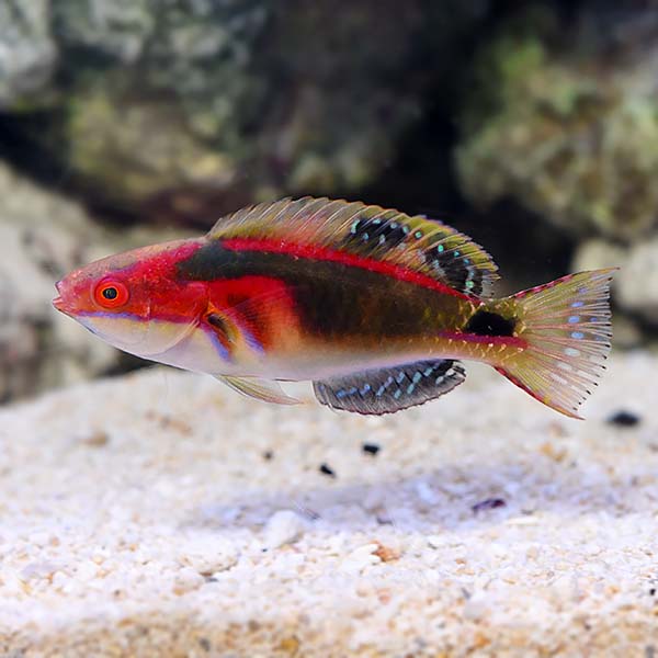 Exquisite Fairy Wrasse