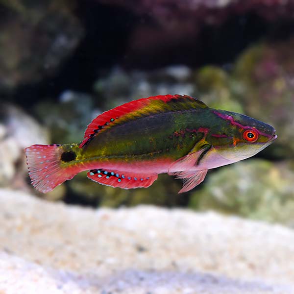 Exquisite Fairy Wrasse