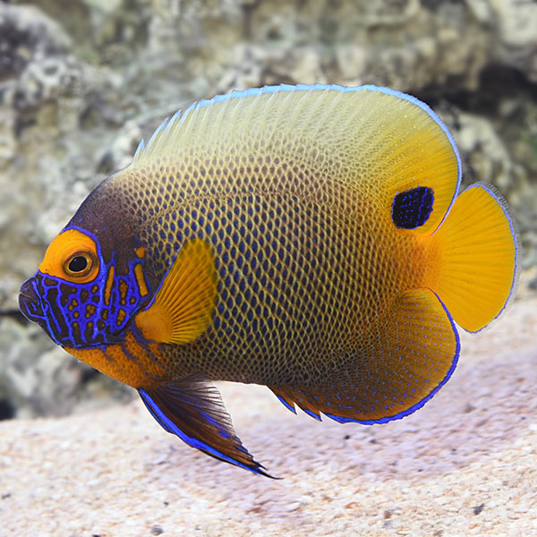 Blue Face Angelfish