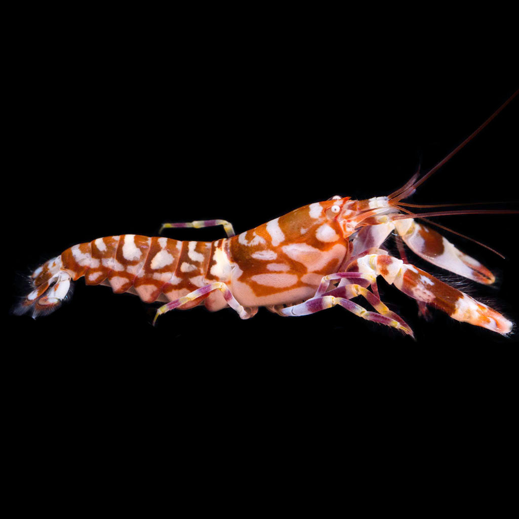 Tiger Pistol Shrimp