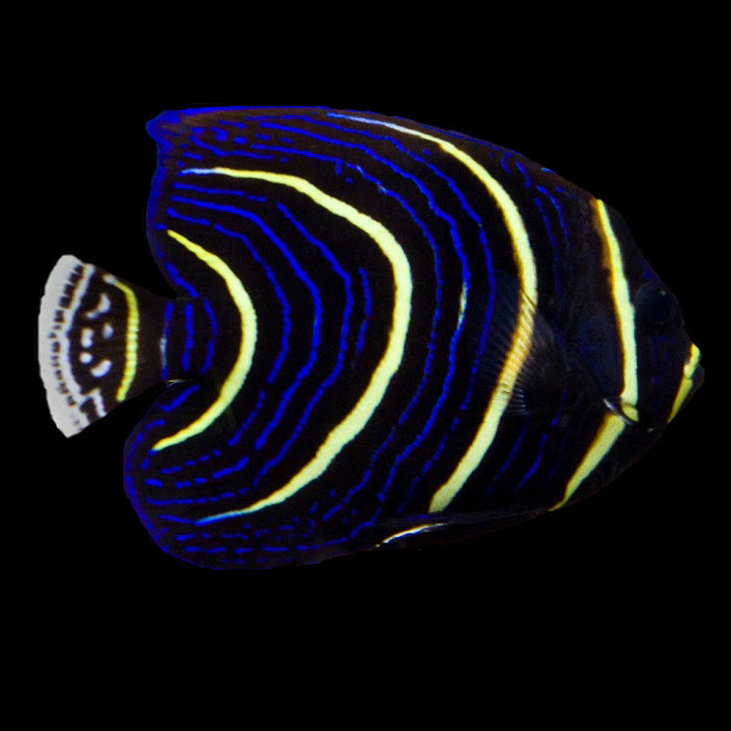 Captive Bred Juvenile Cortez Angelfish