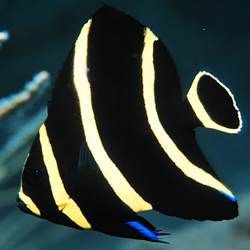 Juvenile French Angelfish