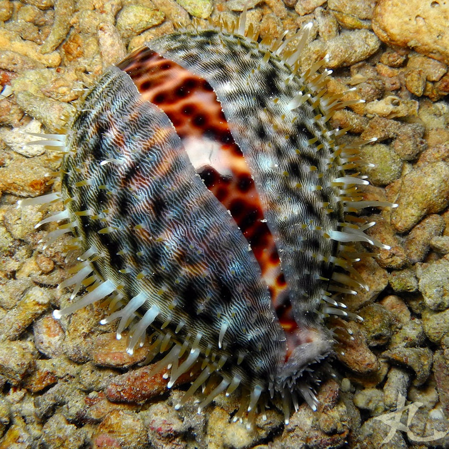 Large Tiger Cowrie Snail