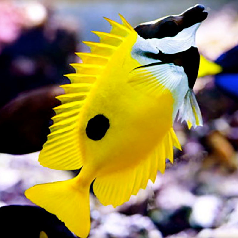 Fox Face Fish