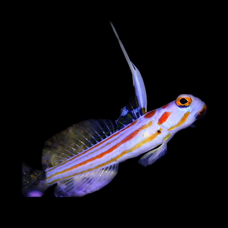 Captive Bred Yasha Goby