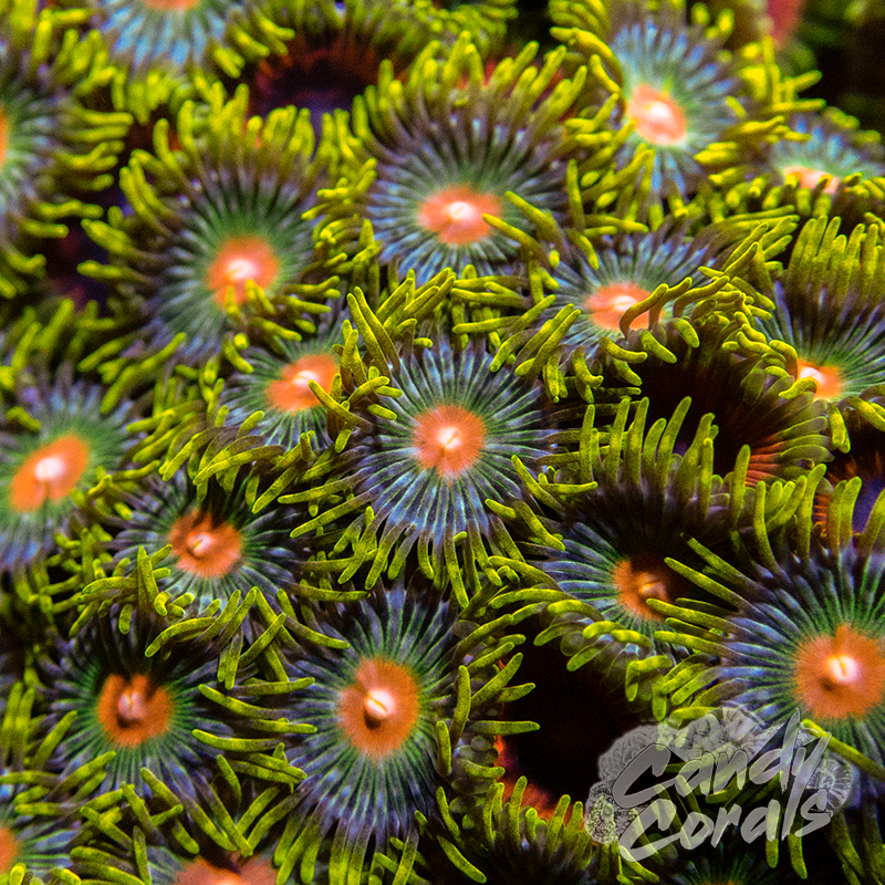 Green Bay Packers Zoa Frag Z68