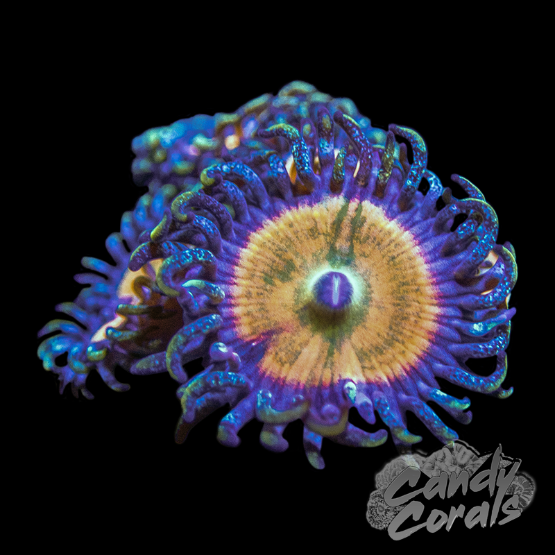 Rainbow Infusion Palythoa Per Polyp