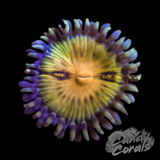 Butt Muncher Zoa Per Polyp